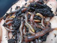 Дождевые черви на наших огородах: полезные свойства, разведение