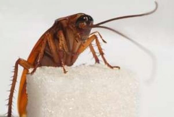 Τι φοβούνται περισσότερο οι κατσαρίδες;