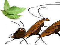 Pálenie bobkového listu zo švábov, ako ho správne používať