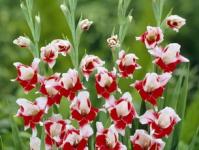 Výhody gladiolu a liečby