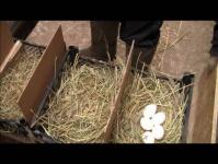 DIY pureće gnijezdo: veličine, opcije