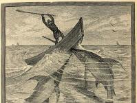Swordsmen of the Deep - Swordfish, Garfish και Marlin