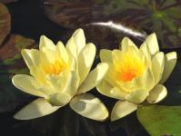 Lili air: penghuni kolam taman yang indah