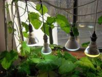 Uhorky na balkóne, pestovanie v plastových fľašiach - aký druh plodiny?