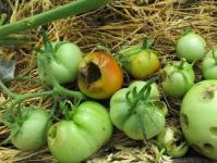 Účinné ľudové prostriedky proti slimákom na paradajkách Opatrenia na boj proti slimákom na paradajkách