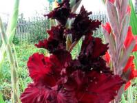 Opis cvijeta gladiola za djecu