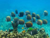 Где коралловые рифы. Что такое Риф? Самый большой барьерный риф в мире