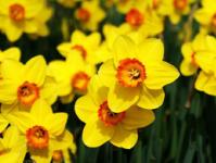 Βολβώδη λουλούδια για τον κήπο: φωτογραφίες και ονόματα