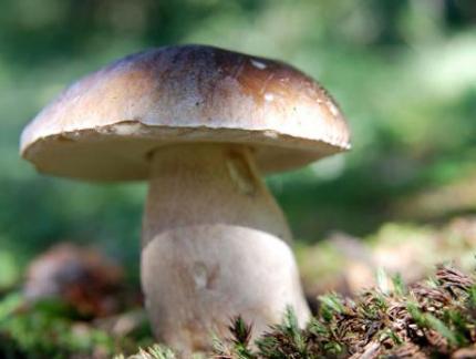 Apakah Anda tahu berapa banyak jamur tumbuh?