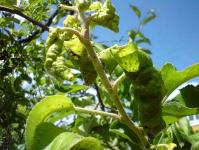 Ako sa zbaviť vošiek na stromoch (jablko, slivka, čerešňa): metódy kontroly a ľudové prostriedky