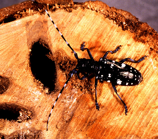 насекомое ест древесину