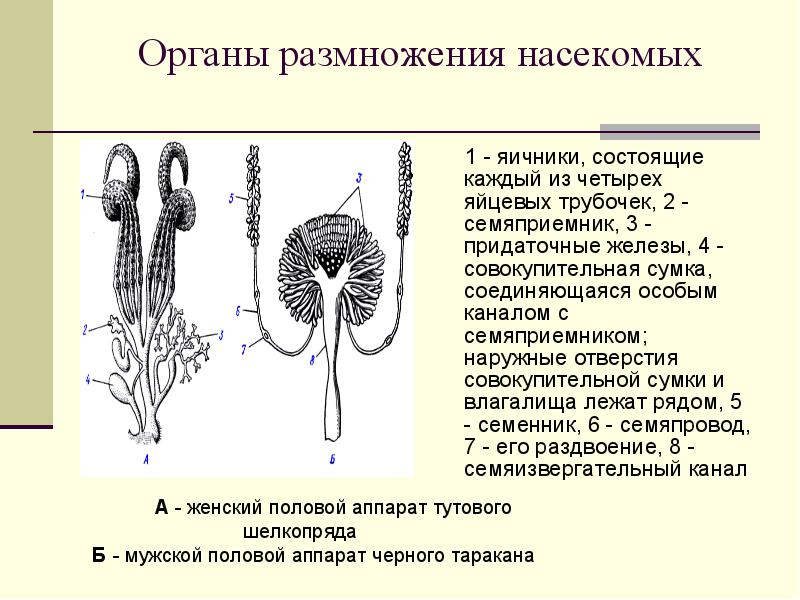 Органы размножения 8 класс биология